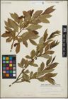 Foto von Salix pentandra L.